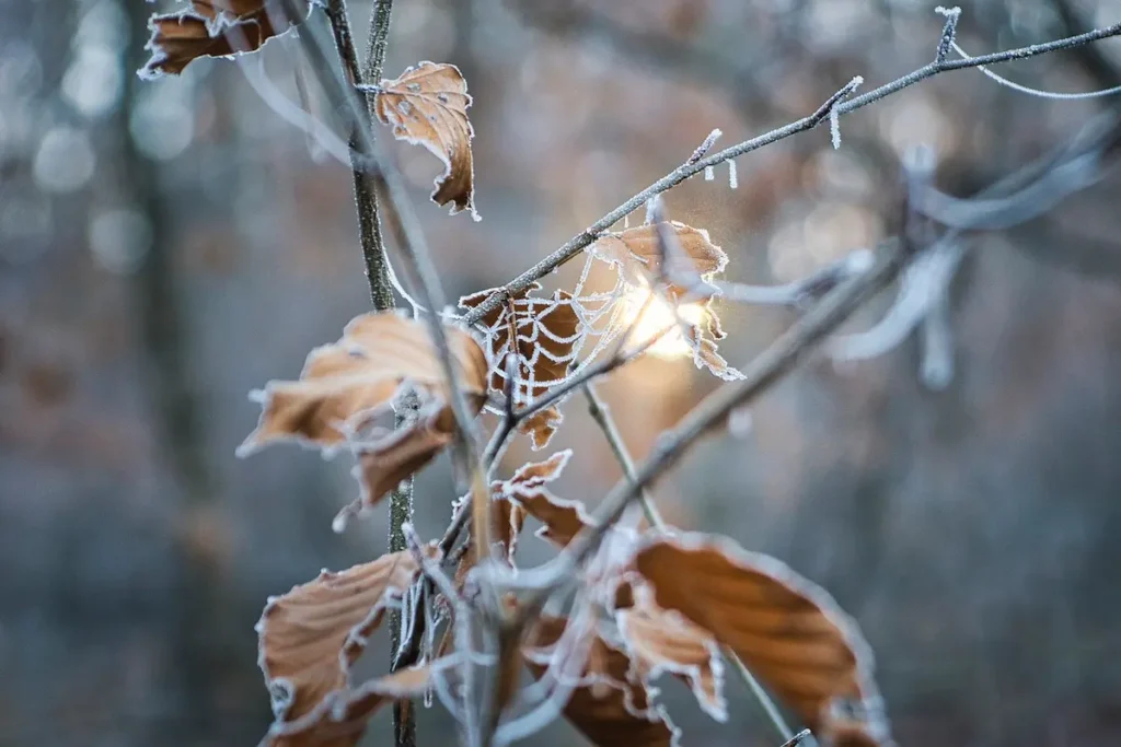 Previsioni Meteo Per Veneto E Friuli Venezia Giulia Del Dicembre